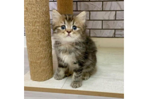 九州 沖縄でミヌエットのブリーダーを探す 子猫ブリーダーナビ