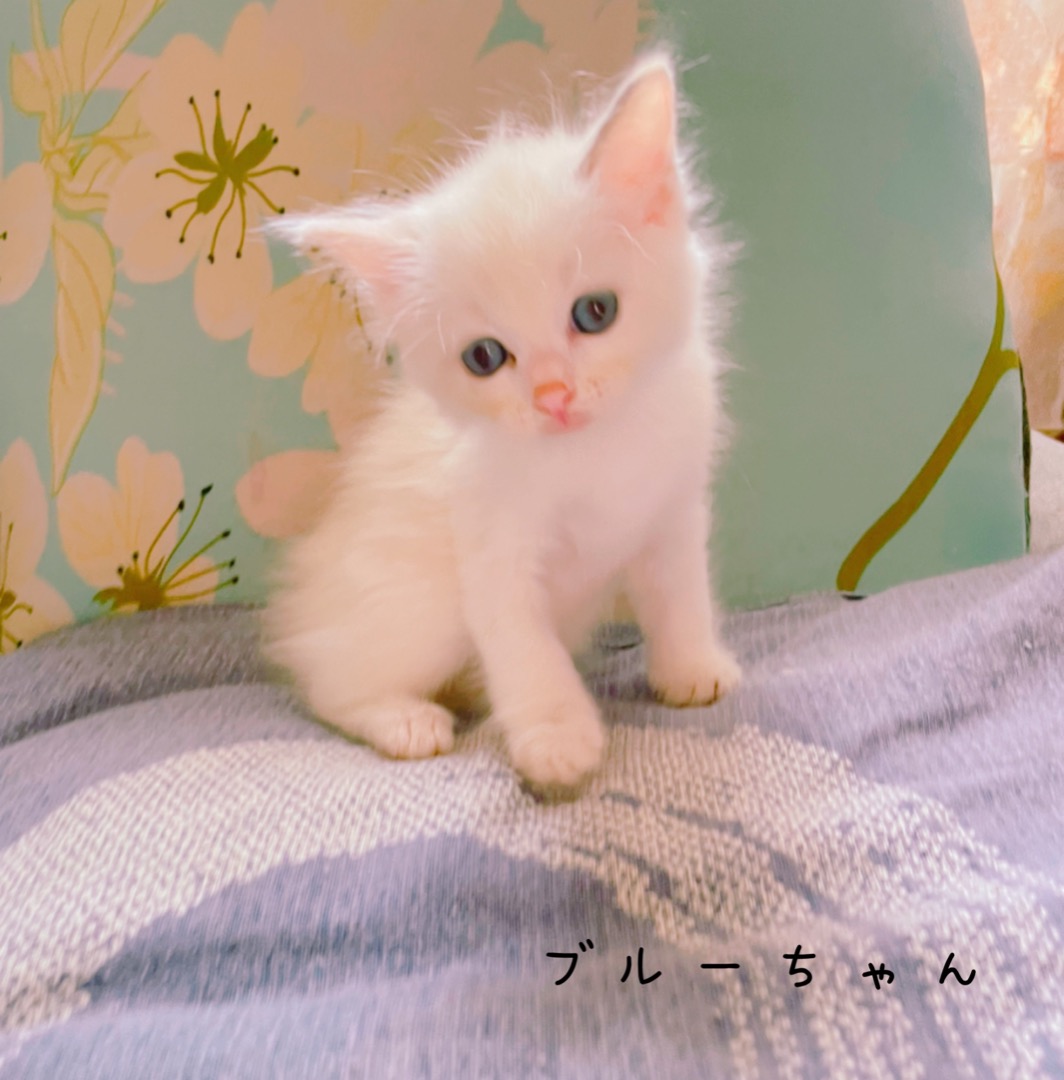 海外製 猫 イス カバー ソファー ソマリ ノルウェージャン ペット ペルシャ メインクーン ラグドール リビング 仔猫 動物 子猫 長毛 21正規激安 子猫