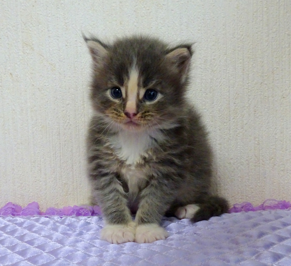 海外製 猫 イス カバー ソファー ソマリ ノルウェージャン ペット ペルシャ メインクーン ラグドール リビング 仔猫 動物 子猫 長毛 21正規激安 子猫