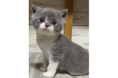ブリティッシュショートヘアの子猫を探す 子猫ブリーダーナビ