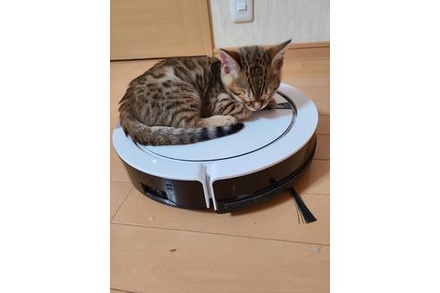 飯岡秀明ブリーダーの詳細の1枚目