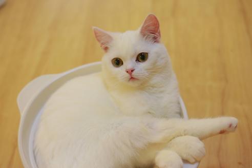 菊地明子ブリーダーの詳細の1枚目
