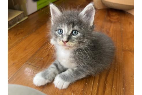 ラガマフィンのブリーダーを探す 子猫ブリーダーナビ