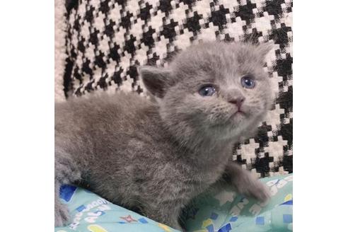 千葉県でブリティッシュショートヘアの子猫を探す 子猫ブリーダーナビ
