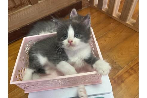 ラガマフィンのブリーダーを探す 子猫ブリーダーナビ