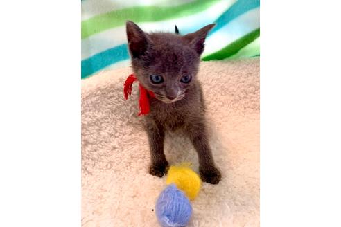 東京都でロシアンブルーの子猫を探す（27ページ目）｜子猫