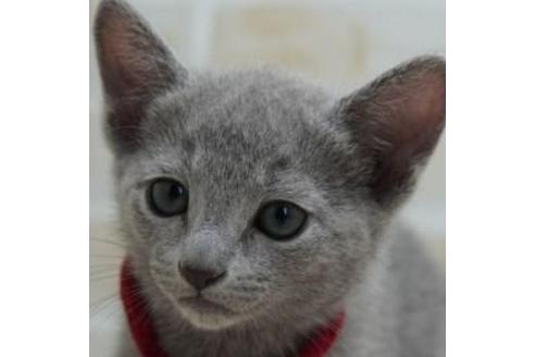 神奈川県のブリーダーを探す 子猫ブリーダーナビ