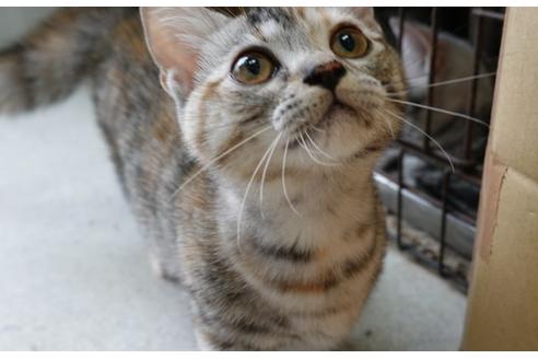 茨城県のマンチカン 女の子 22 04 07生まれ ブラウンスポテッドタビーのかわいい女の子 子猫id 子猫ブリーダーナビ