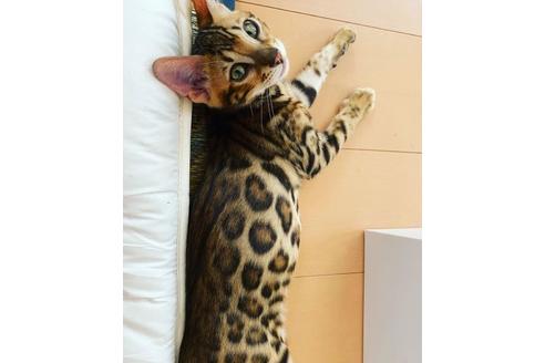 販売中のベンガルの親猫