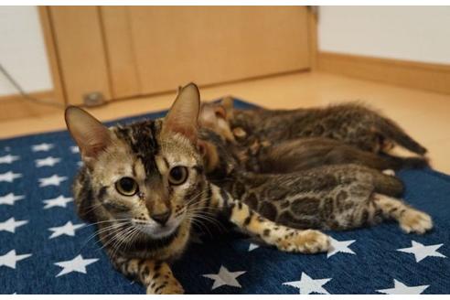 販売中のベンガルの親猫