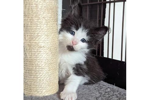 愛媛県のメインクーン 男の子 22 08 13生まれ 困った顔が可愛い あごひげ猫 子猫id 子猫ブリーダーナビ