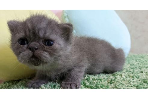 エキゾチックショートヘアの子猫を探す 子猫ブリーダーナビ