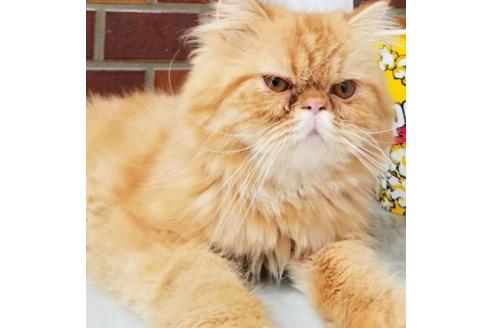 販売中のエキゾチックショートヘアの親猫