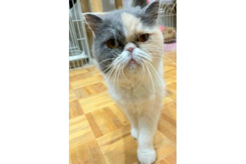 販売中のエキゾチックショートヘアの親猫
