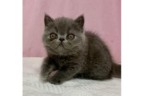 エキゾチックショートヘアの子猫を探す 子猫ブリーダーナビ