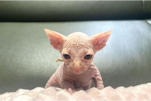 岐阜県のスフィンクス 男の子 22 08 31生まれ めちゃかわ ヘアレスタイプ 子猫id 子猫ブリーダーナビ 岐阜県のスフィンクス 男の子 22 08 31生まれ めちゃかわ ヘアレスタイプ 子猫id 子猫ブリーダーナビ