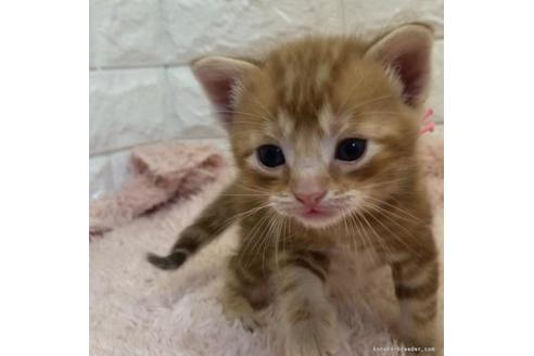 埼玉県のアメリカンショートヘア 男の子 22 08 27生まれ レッド タビー クリクリお目々が可愛い 子猫id 子猫ブリーダーナビ 埼玉県のアメリカンショートヘア 男の子 22 08 27生まれ レッド タビー クリクリお目々が可愛い 子猫id 子猫ブリーダーナビ