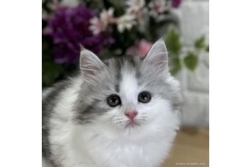 ラガマフィンのブリーダーを探す 子猫ブリーダーナビ