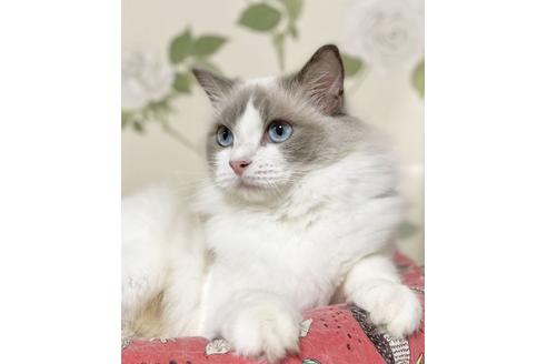 販売中のラグドールの親猫