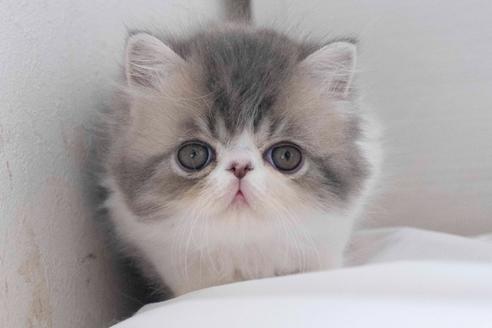 エキゾチックロングヘアの子猫を探す（35ページ目）｜子猫