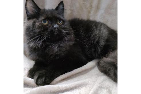 ラガマフィンのブリーダーを探す 子猫ブリーダーナビ