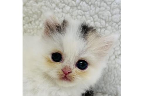 千葉県のスコティッシュフォールド 女の子 22 09 06生まれ 可愛い女の子です 子猫id 子猫ブリーダーナビ
