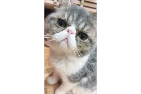 販売中のエキゾチックショートヘアの親猫