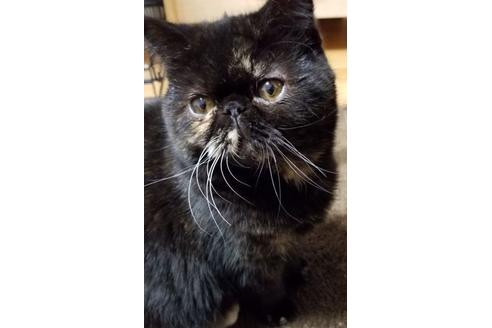 販売中のエキゾチックショートヘアの親猫