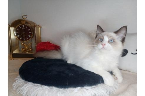 東京都のラグドール 女の子 22 05 25生まれ シールポイントバイカラーの女の子 子猫id 子猫ブリーダーナビ 東京都のラグドール 女の子 22 05 25生まれ シールポイントバイカラーの女の子 子猫id 子猫ブリーダーナビ