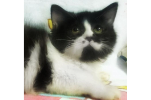 埼玉県のその他の猫種 男の子 22 05 01生まれ 面白系 子猫id 子猫ブリーダーナビ