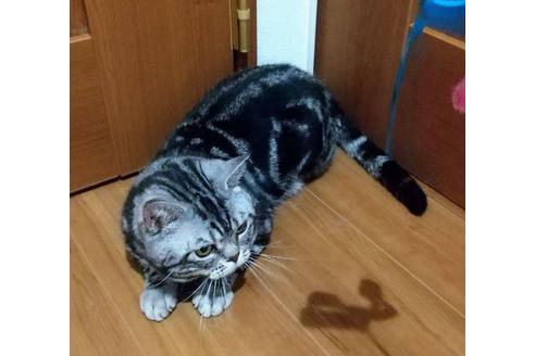 販売中のアメリカンショートヘアの親猫