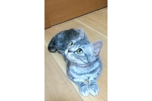 販売中のアメリカンショートヘアの親猫