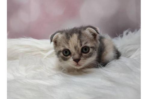 スコティッシュフォールドでキャリコの子猫を探す 子猫ブリーダーナビ