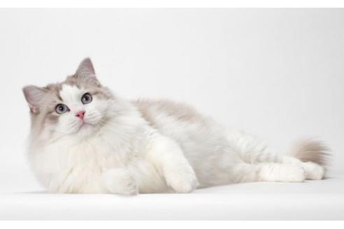 販売中のラグドールの親猫
