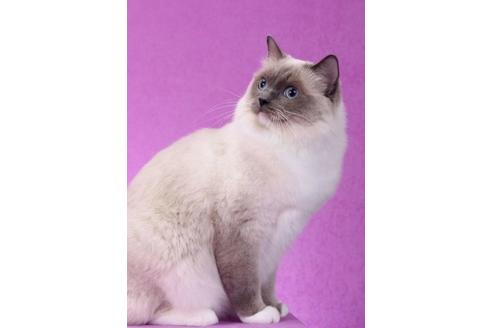販売中のラグドールの親猫