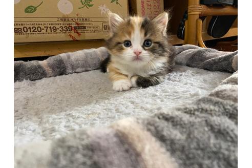 千葉県のマンチカン 女の子 22 09 06生まれ 大人気のキャリコ短足ちゃん ルル 子猫id 子猫ブリーダーナビ