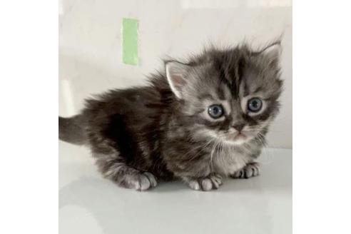 埼玉県のミヌエット 男の子 22 09 15生まれ 父猫グランドch とっても可愛い男の子 子猫id 子猫ブリーダーナビ
