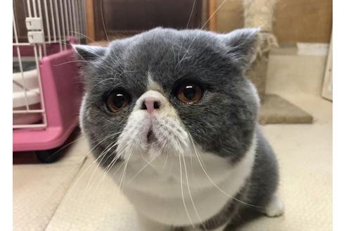 販売中のエキゾチックショートヘアの親猫