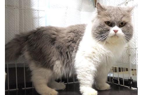 販売中のスコティッシュフォールドの親猫
