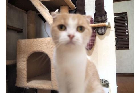 販売中のスコティッシュフォールドの親猫