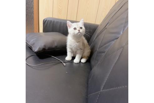 ミヌエットの子猫を探す 子猫ブリーダーナビ