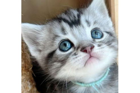 関西でアメリカンショートヘアの子猫を探す 子猫ブリーダーナビ