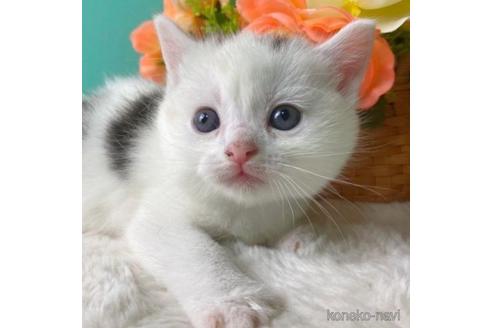 香川県のスコティッシュフォールド 女の子 22 09 23生まれ たちみみすこちゃん 子猫id 子猫ブリーダーナビ