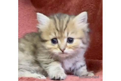 三重県でミヌエットの子猫を探す 子猫ブリーダーナビ