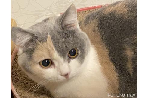 販売中のスコティッシュフォールドの親猫