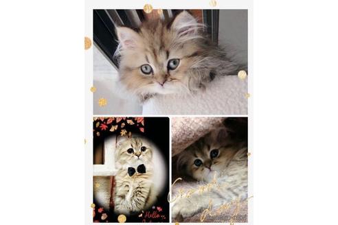 販売中のペルシャ(チンチラ)の親猫