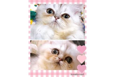販売中のペルシャ(チンチラ)の親猫