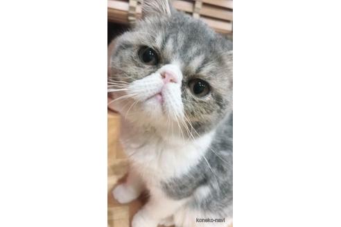 販売中のエキゾチックショートヘアの親猫