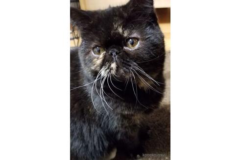 販売中のエキゾチックショートヘアの親猫