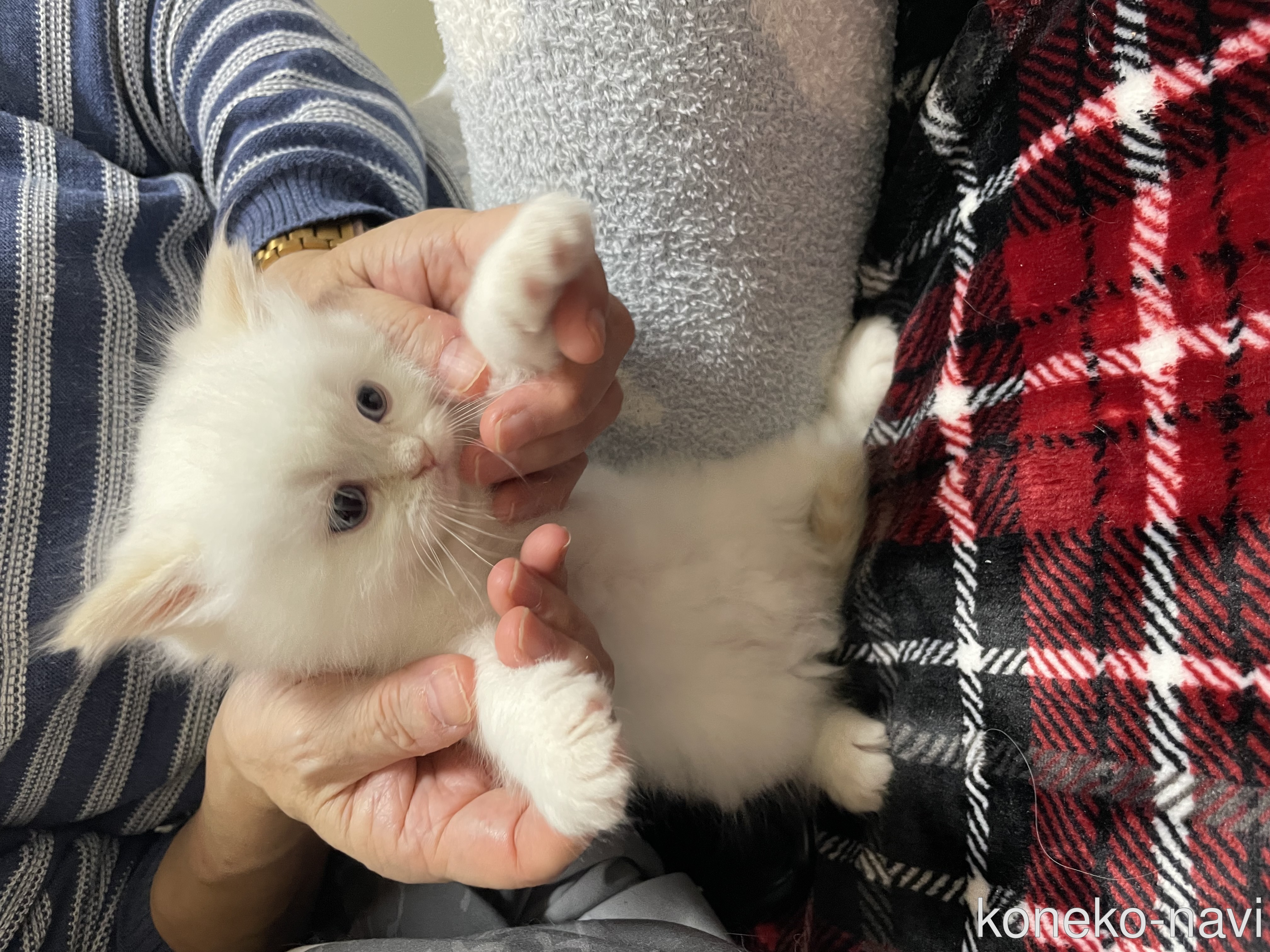 物品 ねこ様専用 fawe.org
